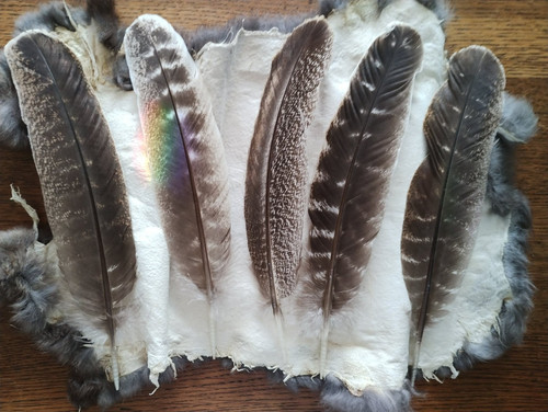 Barred turkey feather - x,